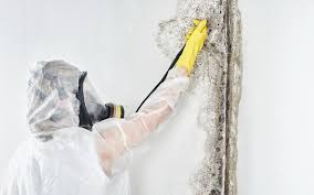 Biohazard Mold Removal in Battlement Mesa, CO